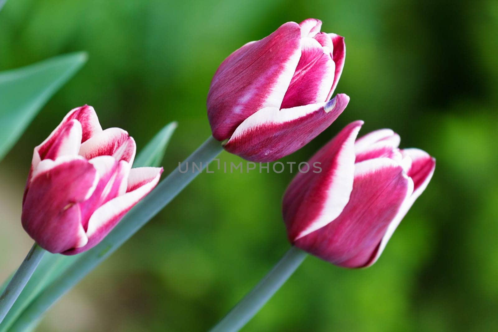 three beautiful spring flower tulip outdoors close-up