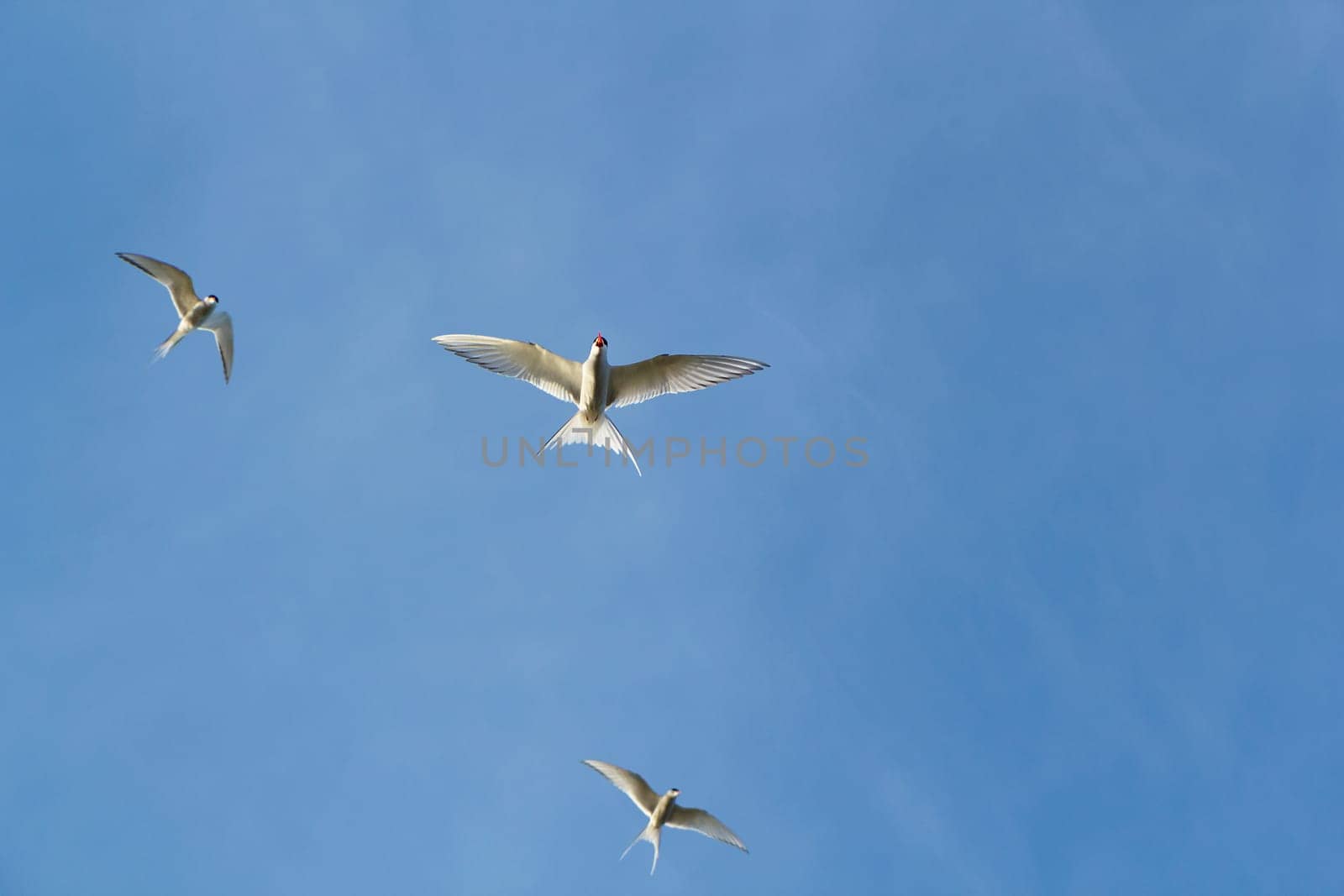 three Arctic terns in flight against a blue sky. bottom view