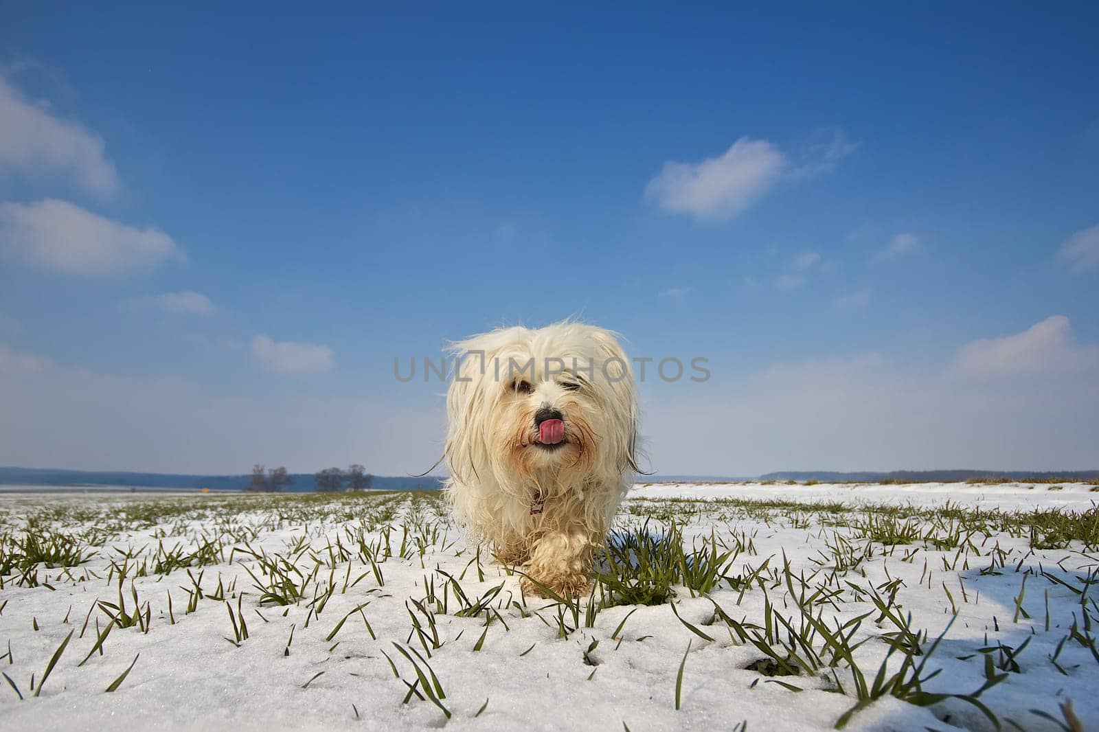 Dog taken with a wide-angle lens on a snow-covered field with a blue sky