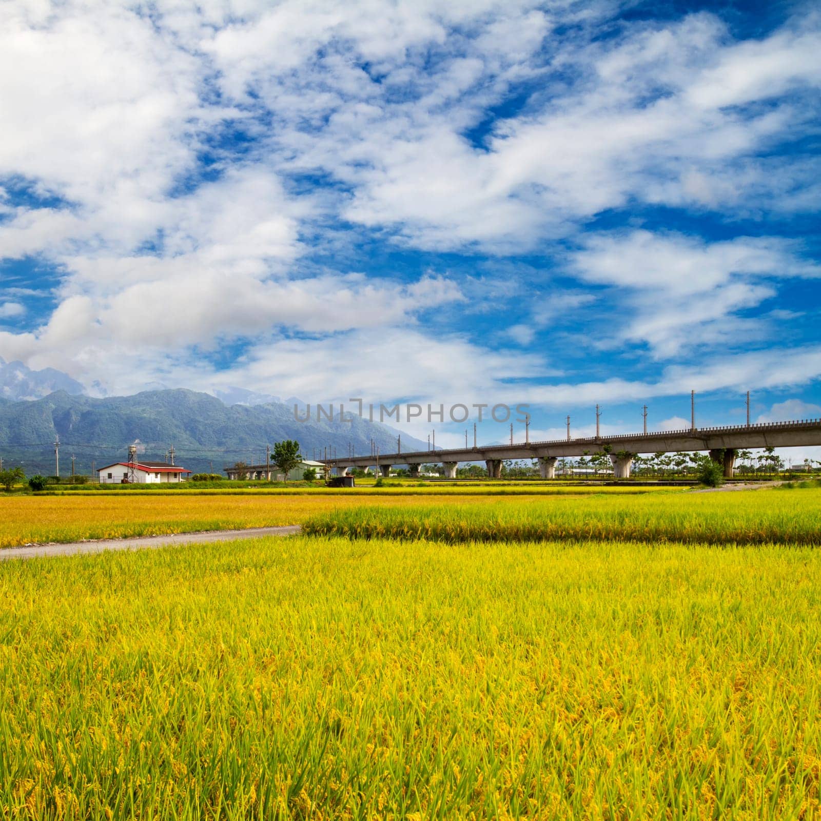 Paddy field in the morning for adv or others purpose use
