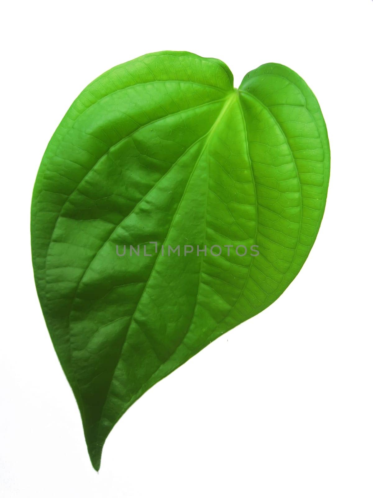 betel leaf isolated on white background