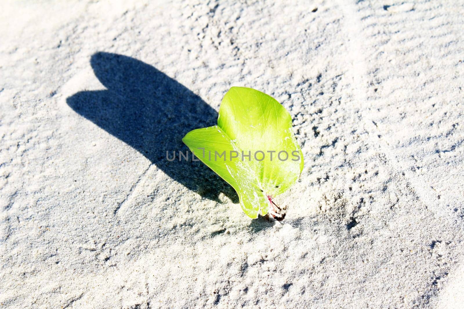 The plants growing on dry sand