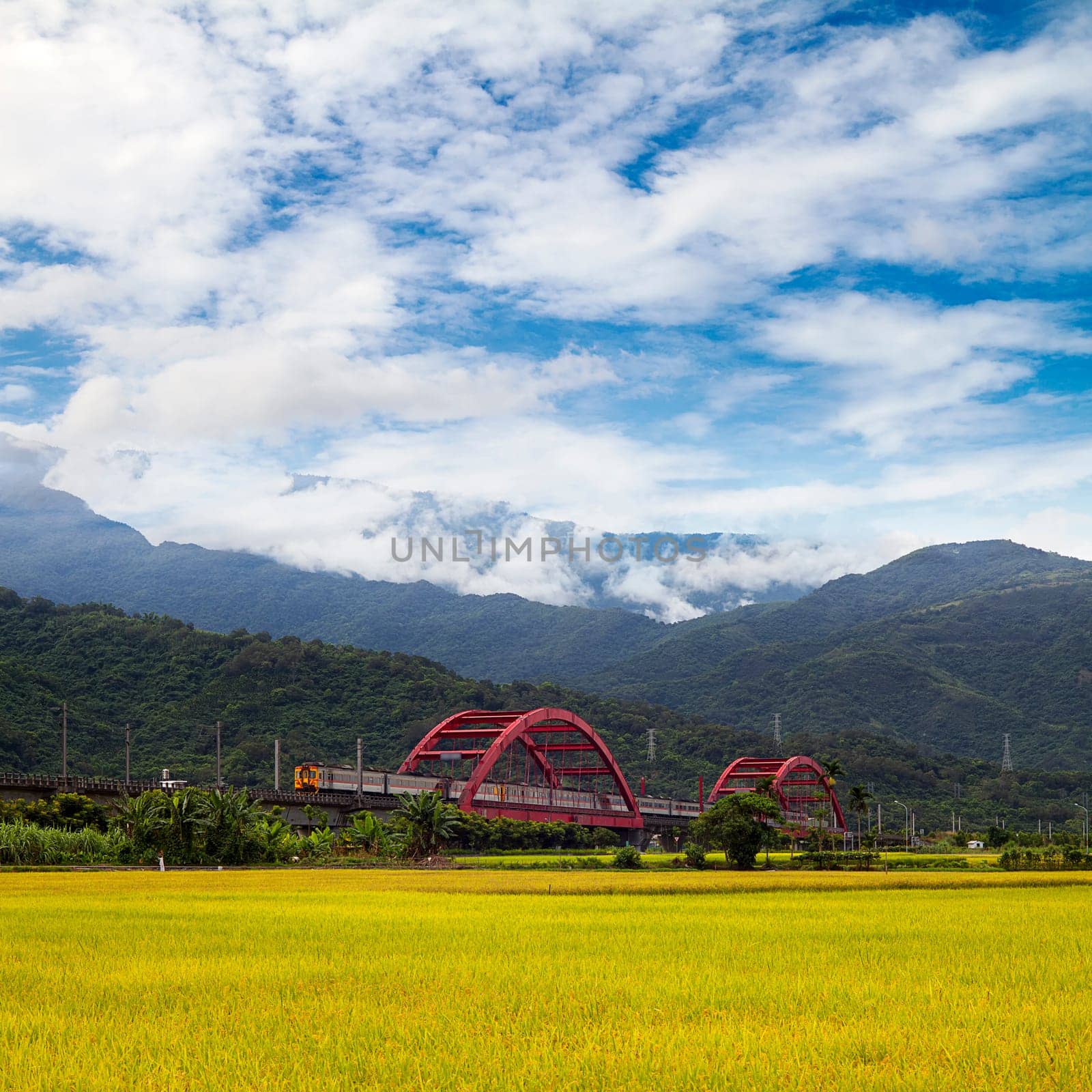 Paddy field in the morning for adv or others purpose use