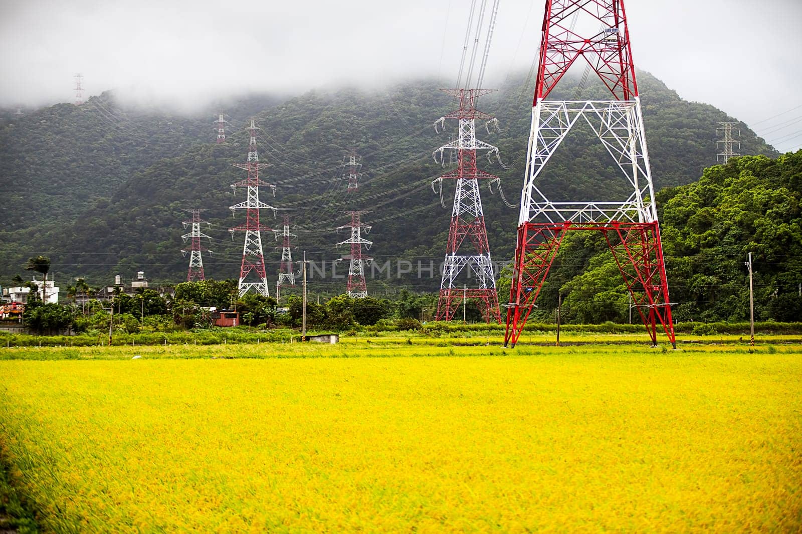 Paddy field in the morning for adv or others purpose use