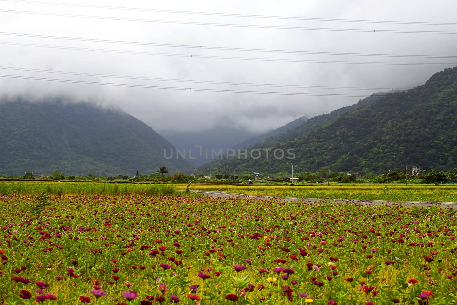 Paddy field in the morning for adv or others purpose use