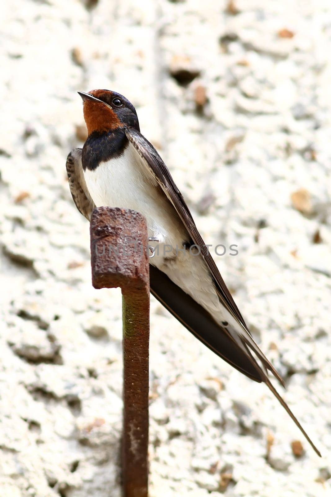 Hirundinidae - The swallow