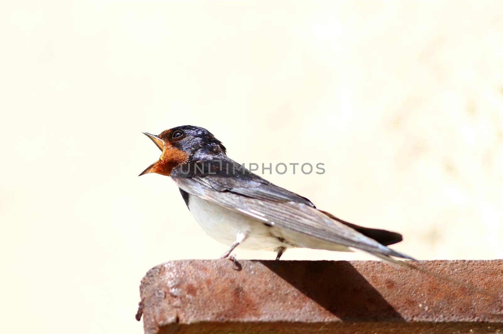Hirundinidae - The swallow