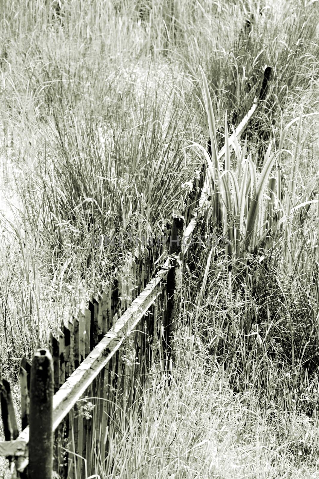 The photograph of a rusty rotten fence in a swamp landscape.