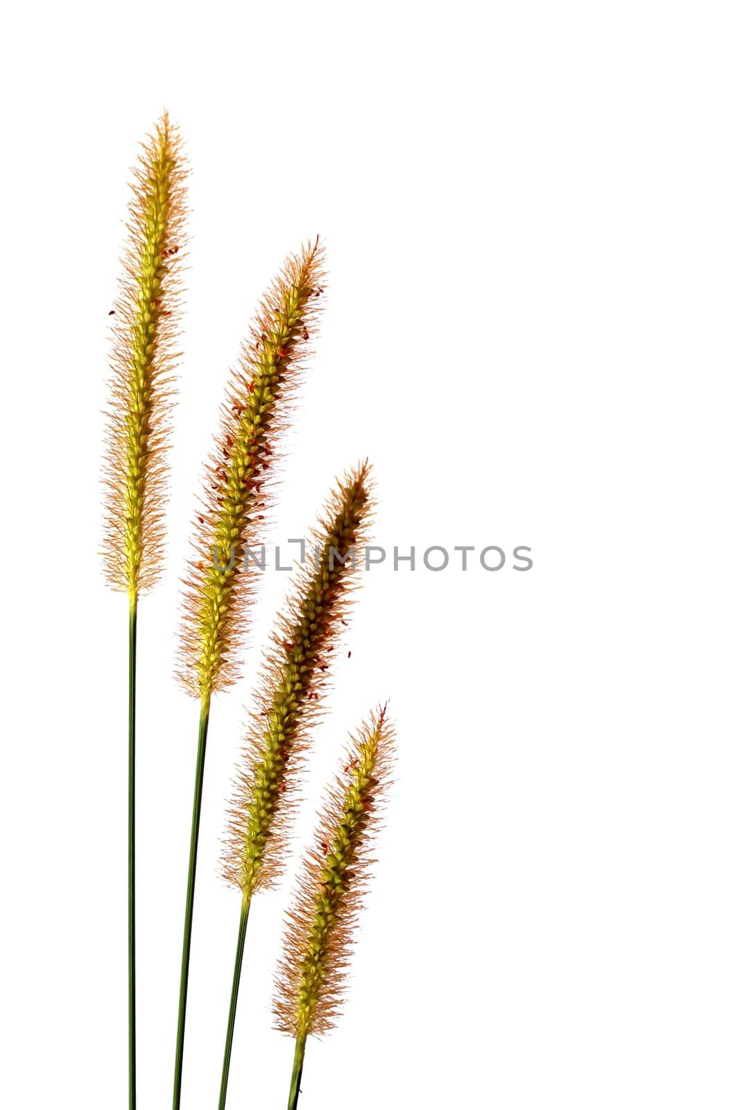 maidenhair isolated on white background