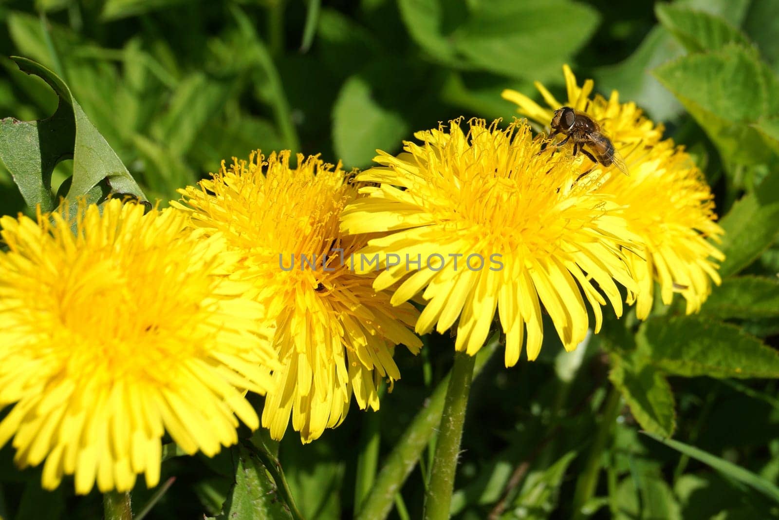 Insect on a Loewenzahnblüte