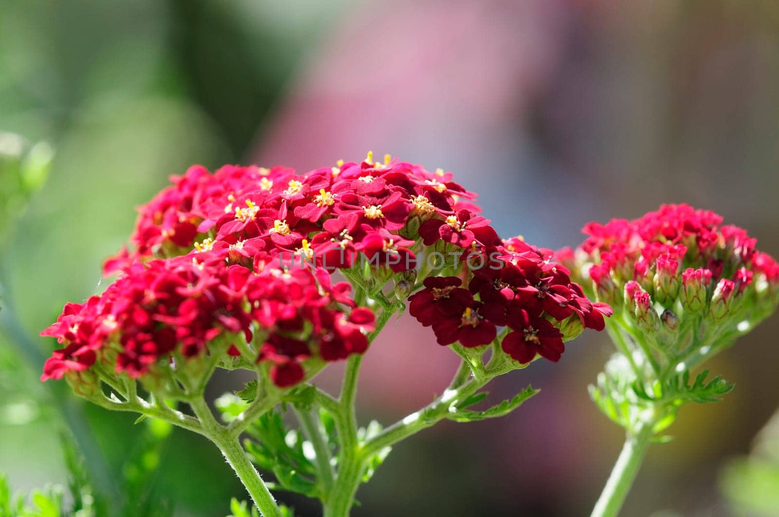 achillea