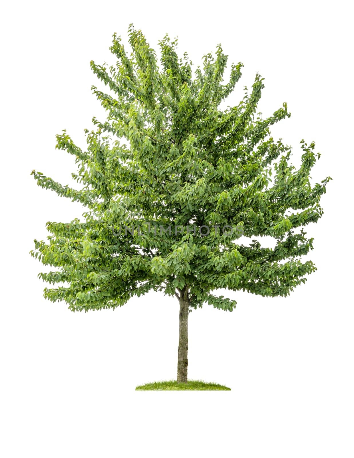 detached cherry tree against white background