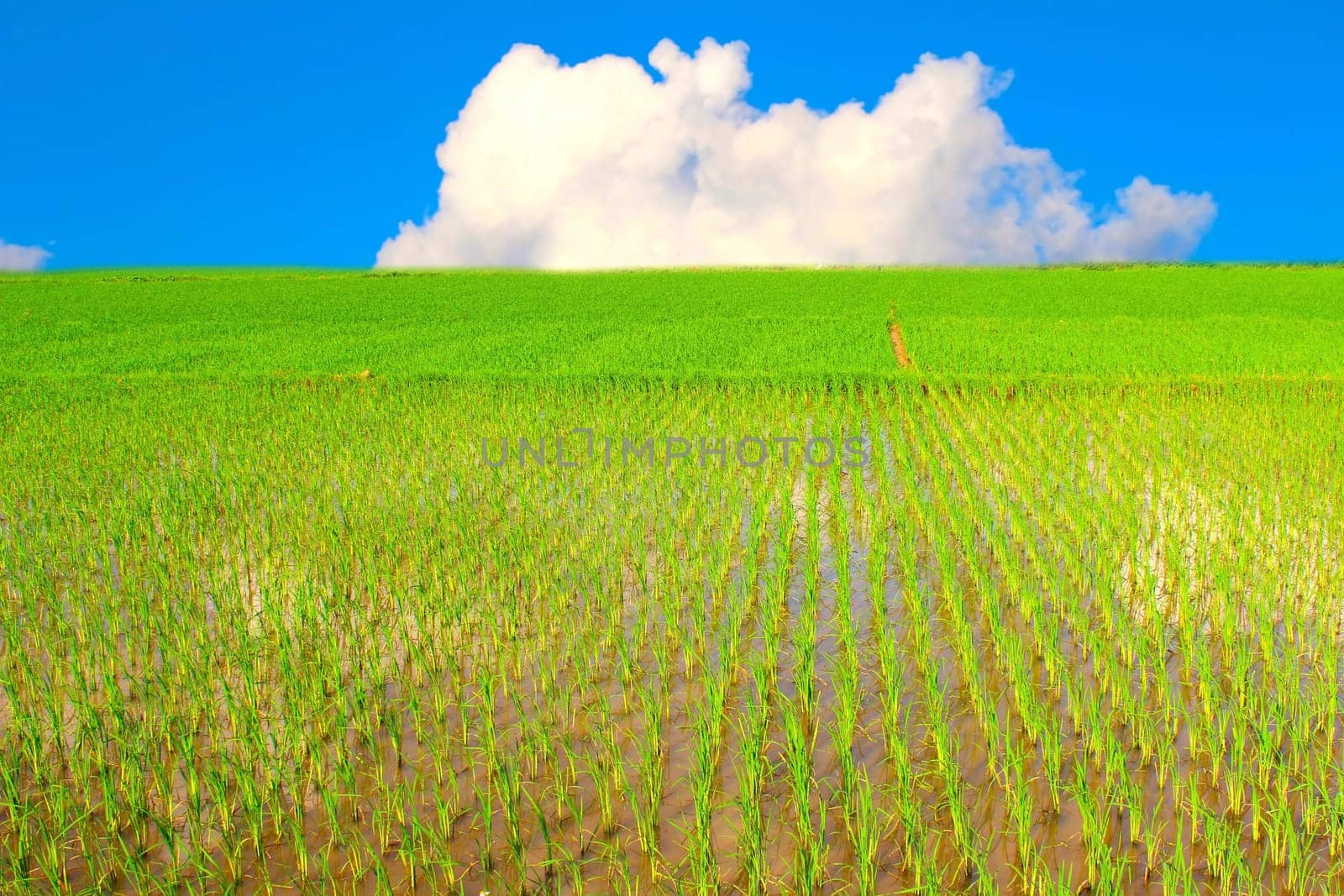 rice field and blue sky