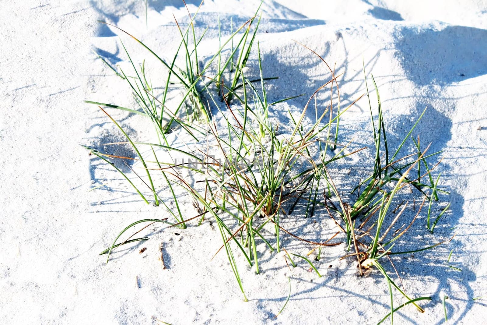 grass on fine sand dune