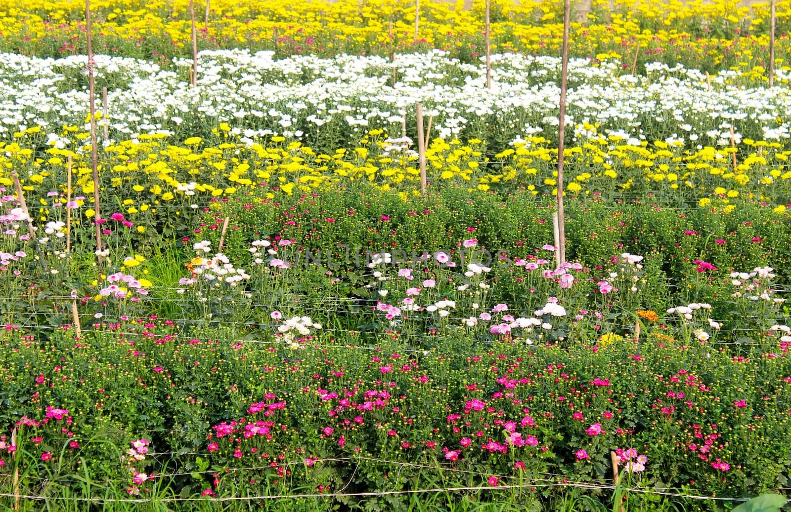 colorful spring flowers