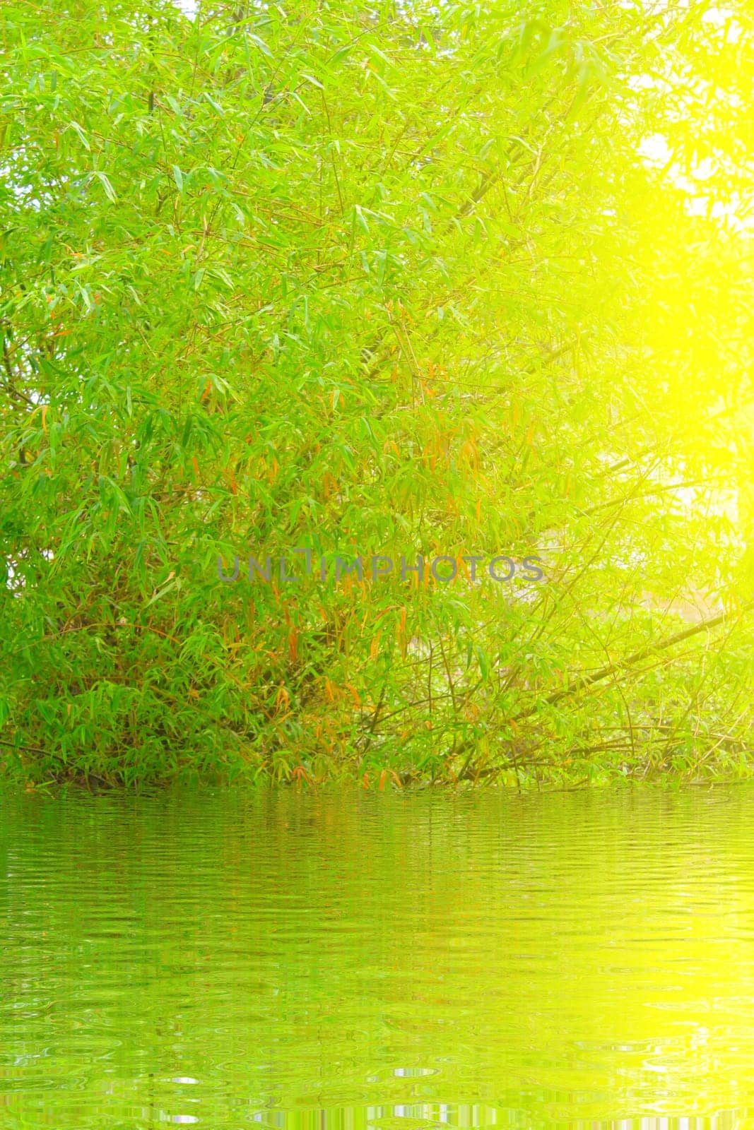 Green and Yellow Bamboo