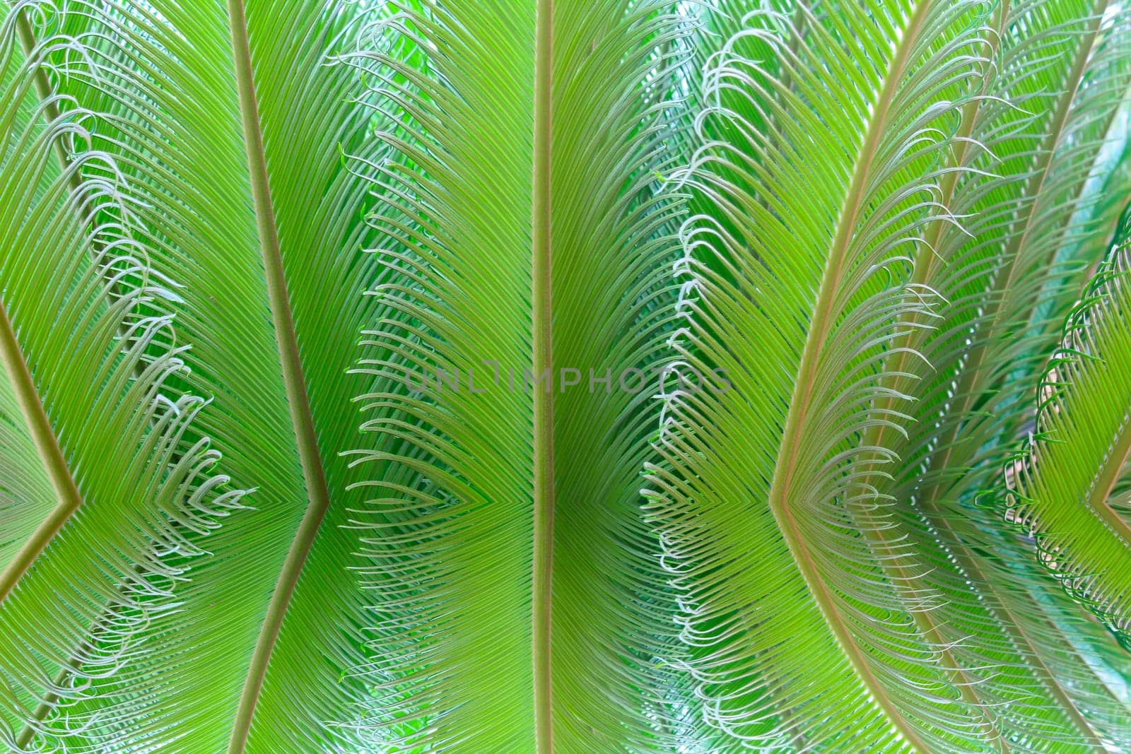 tropical fern plant with new red leaves