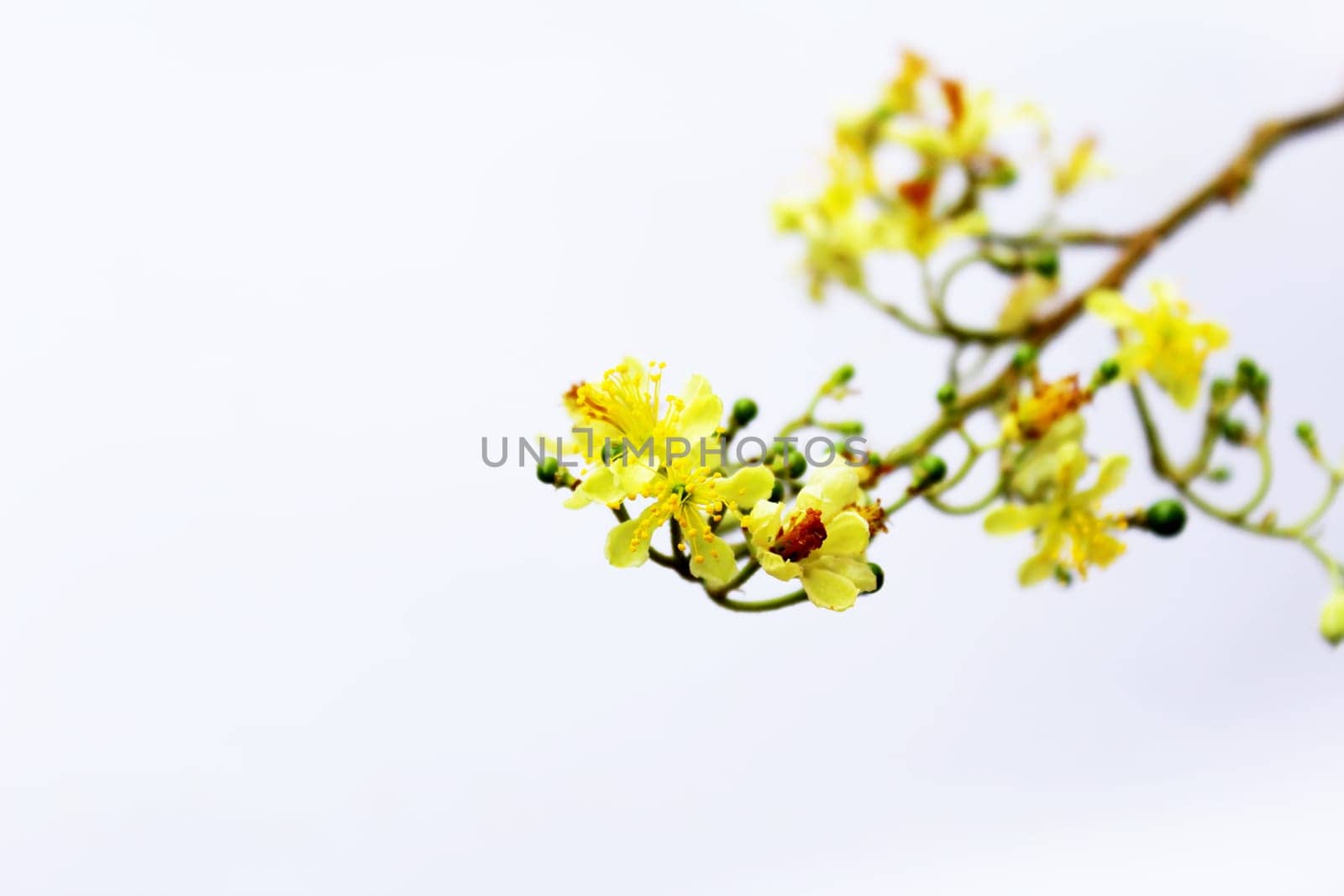 yellow  flower in bloom during spring