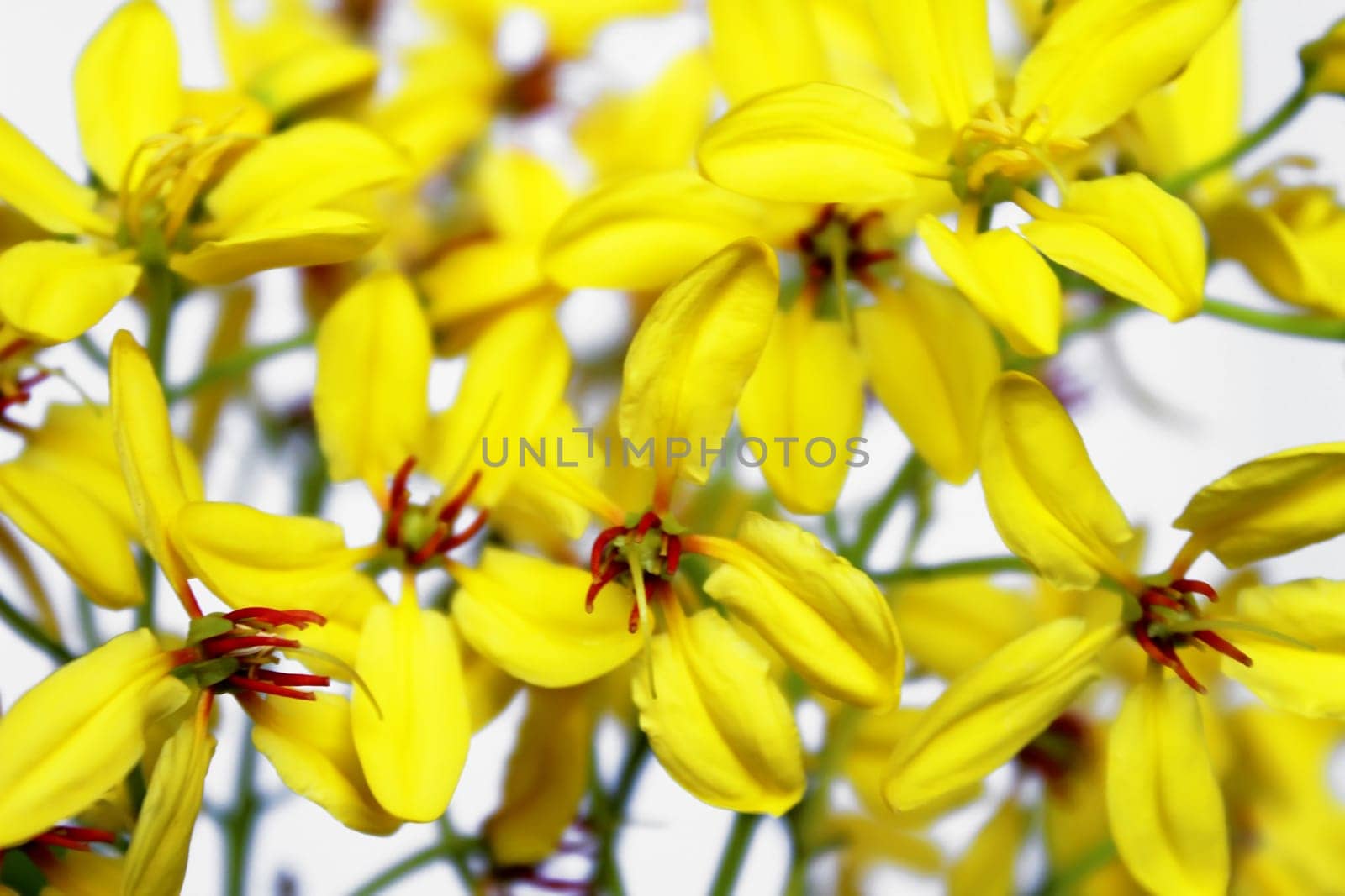 yellow flower