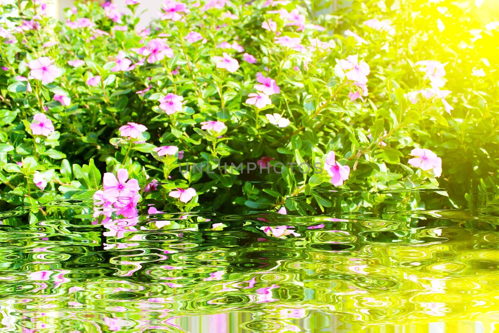 beautiful pink flowers in the garden