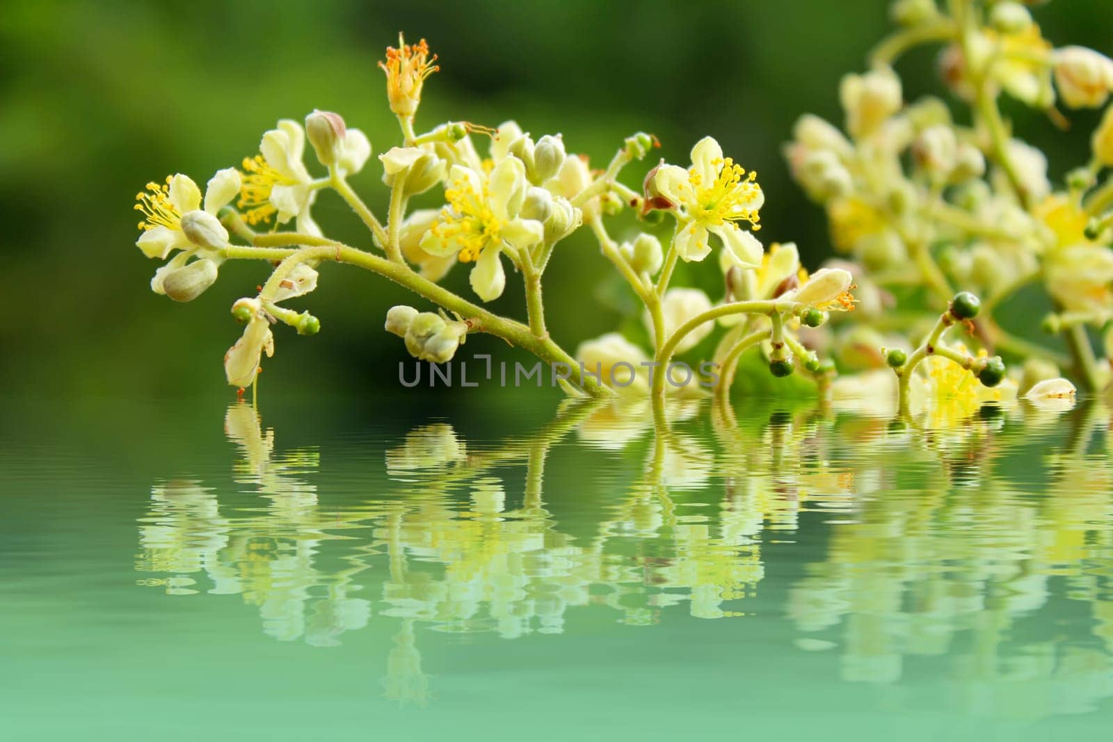 Spring blossoms background