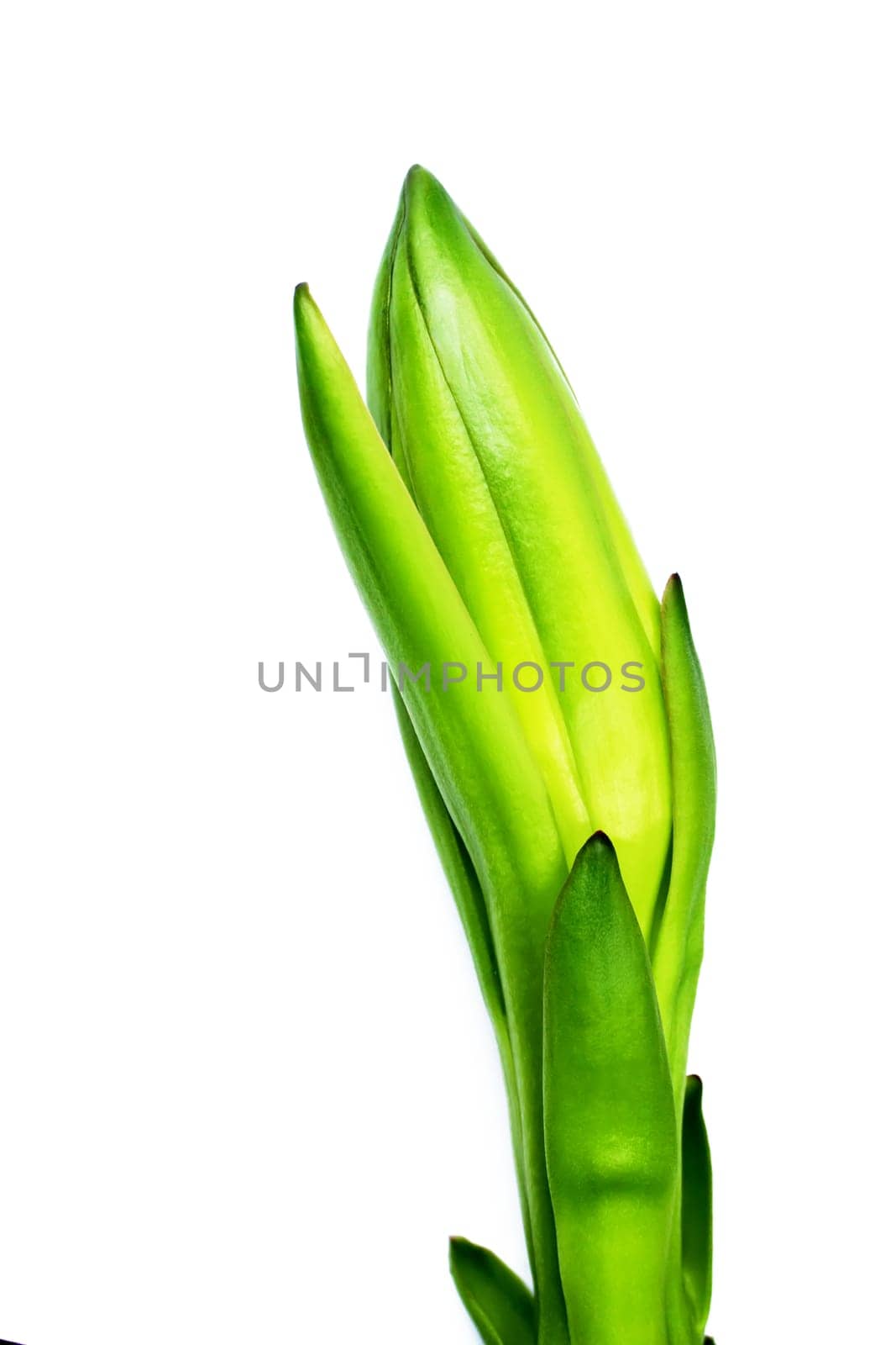 dragon fruit bud