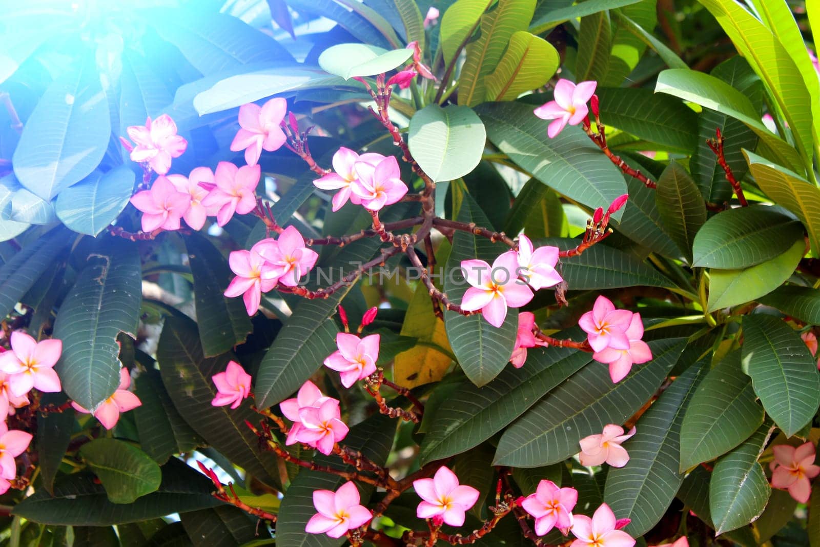 beautiful pink flowers in the garden