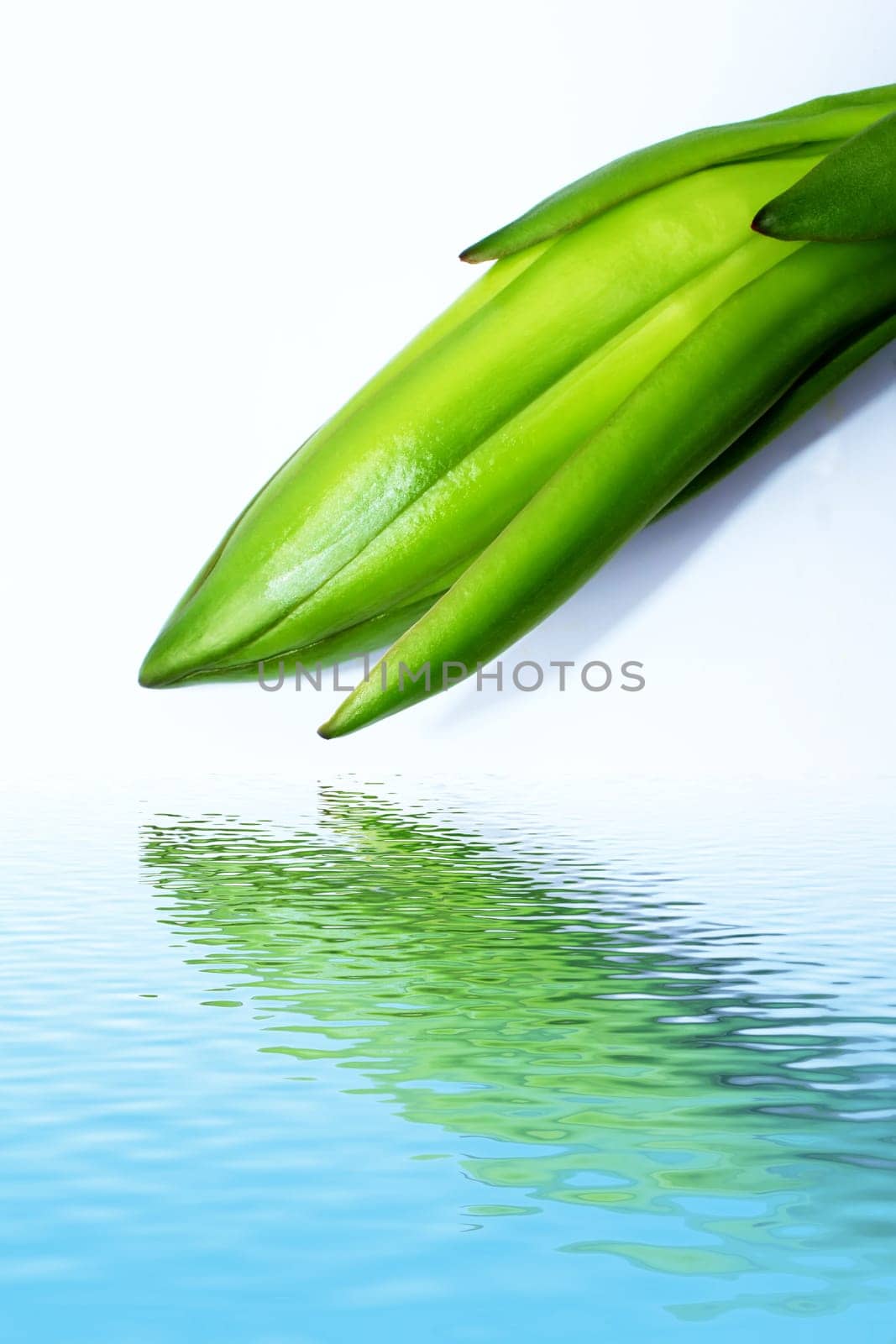 dragon fruit bud on tree
