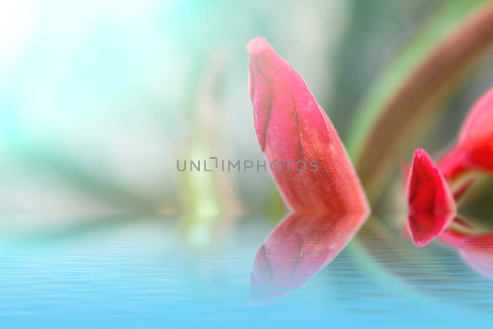 beautiful pink flowers in the garden