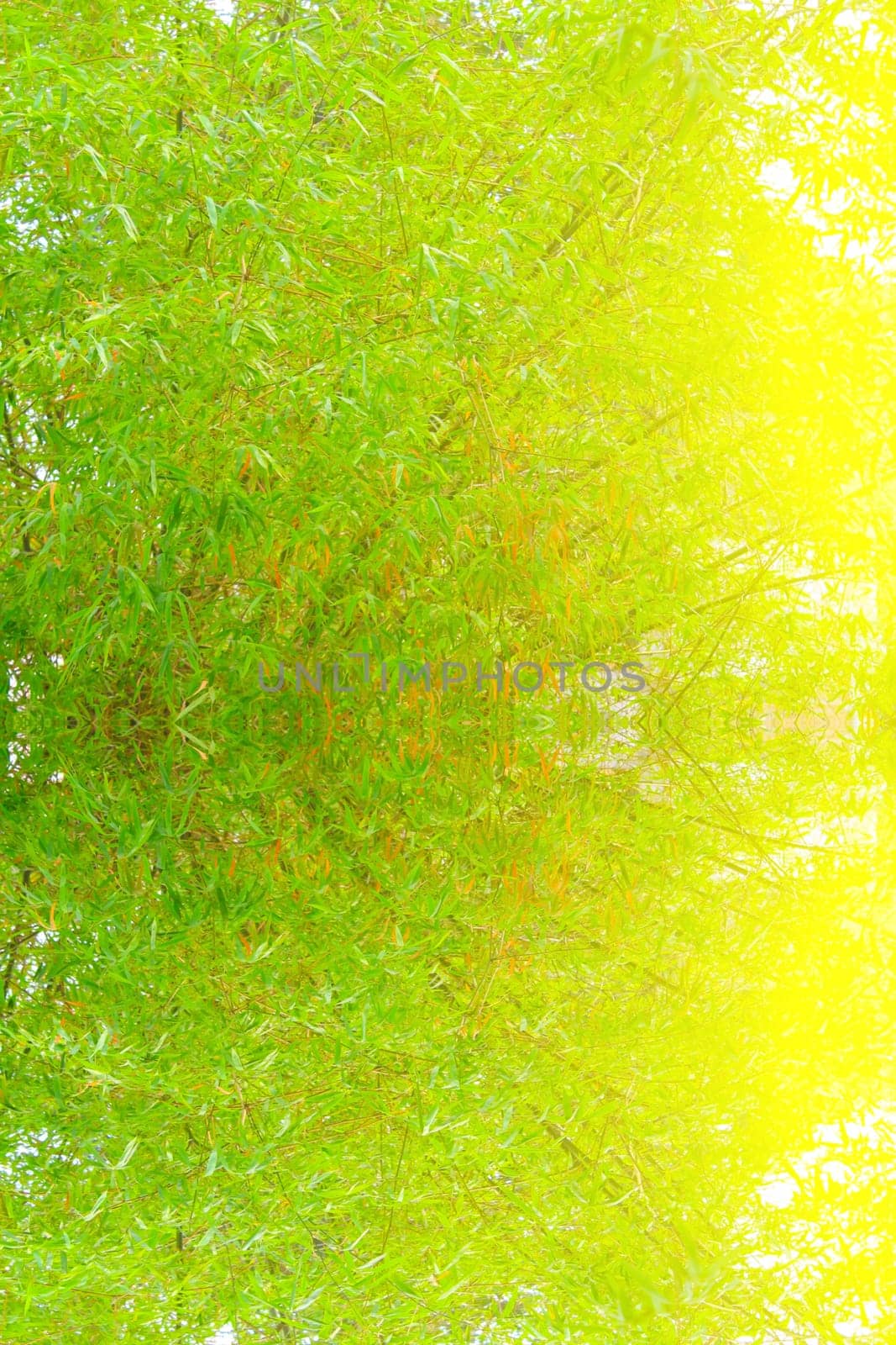 Green and Yellow Bamboo