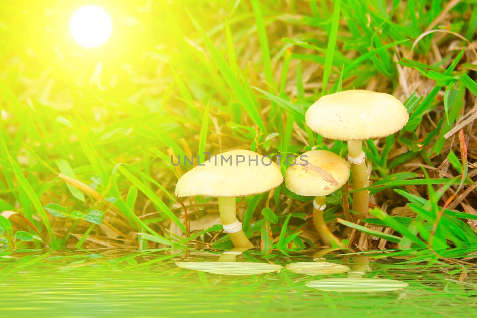 toadstool mushroom in nature by dinhngochung