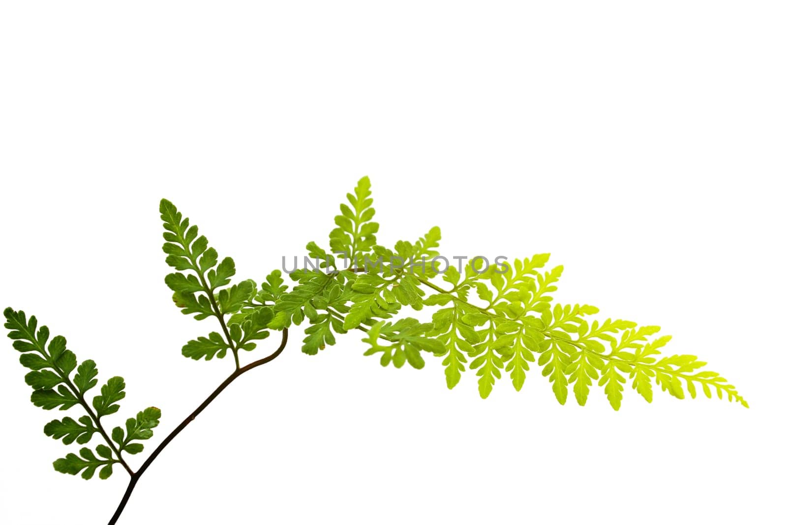green leaf isolated on a white background