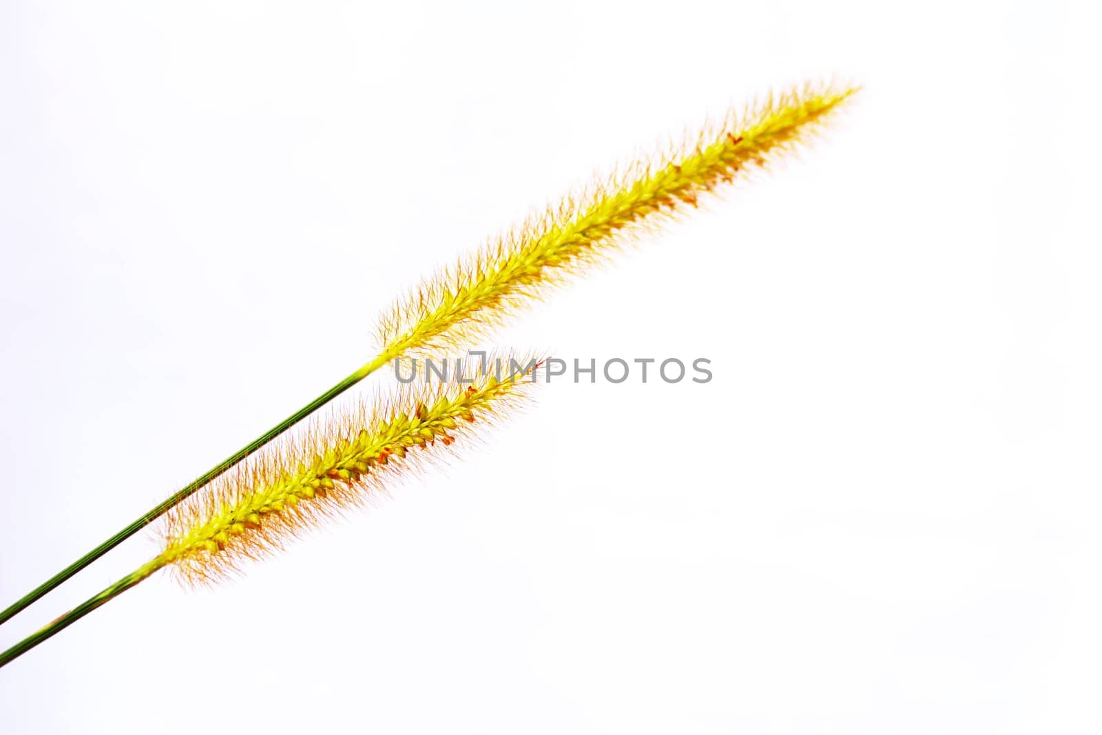 grass isolated on white background