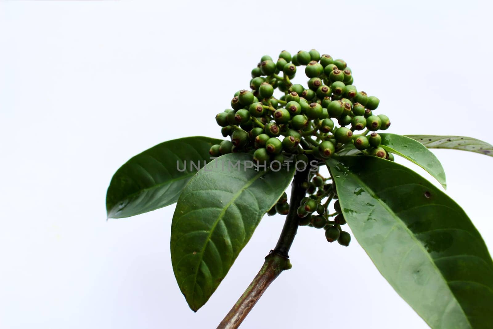 fresh green fruit isolated on a white background