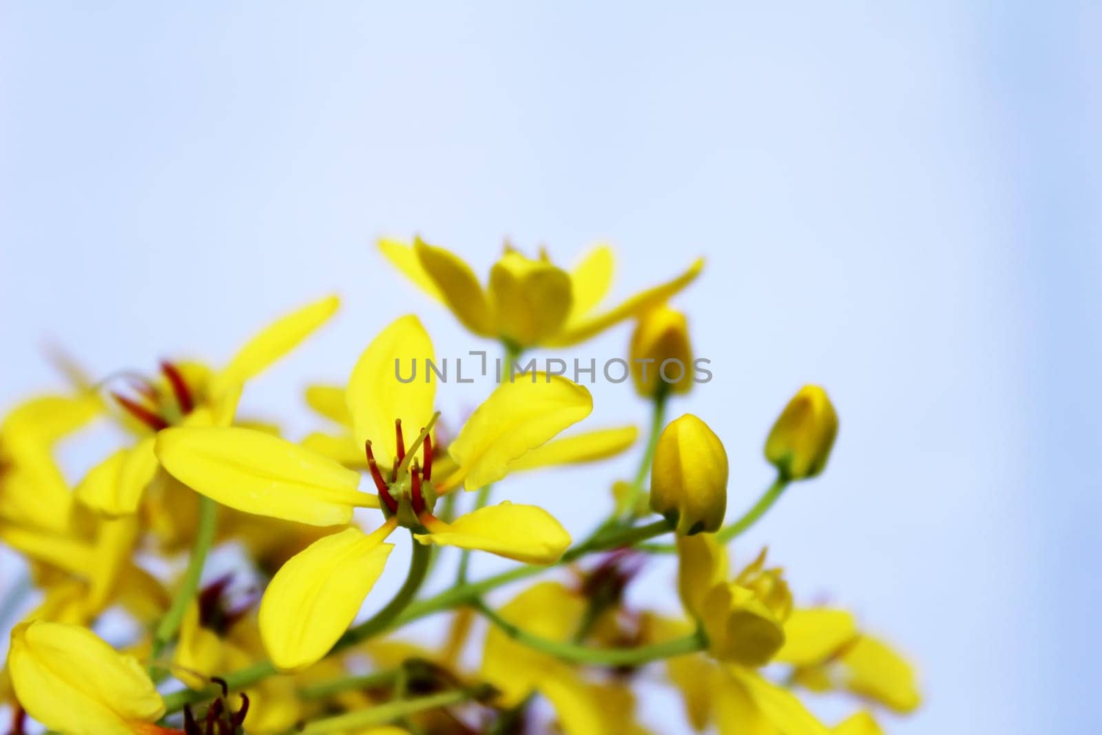 Yellow flowers background
