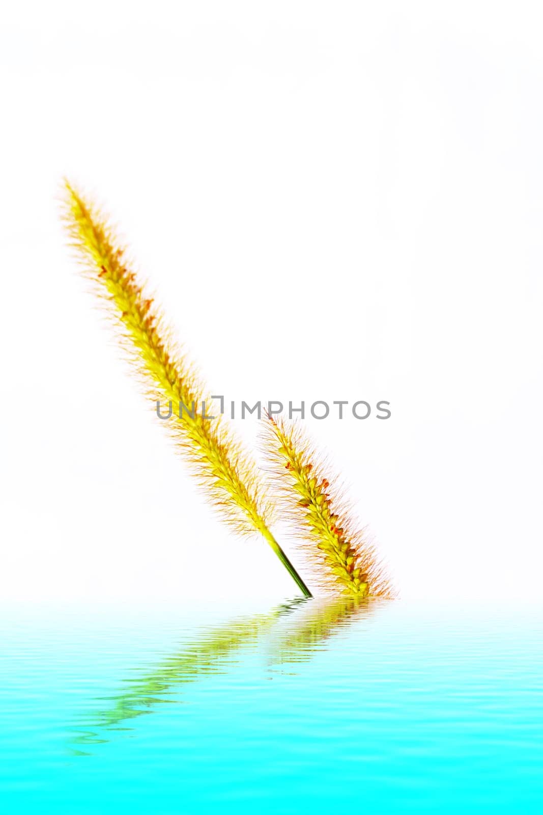 grass isolated on white background