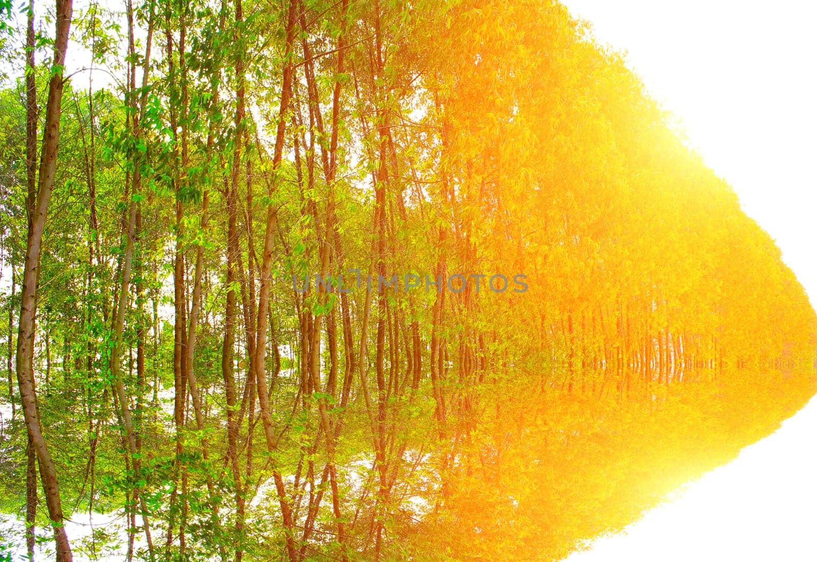 Path in spring green forest