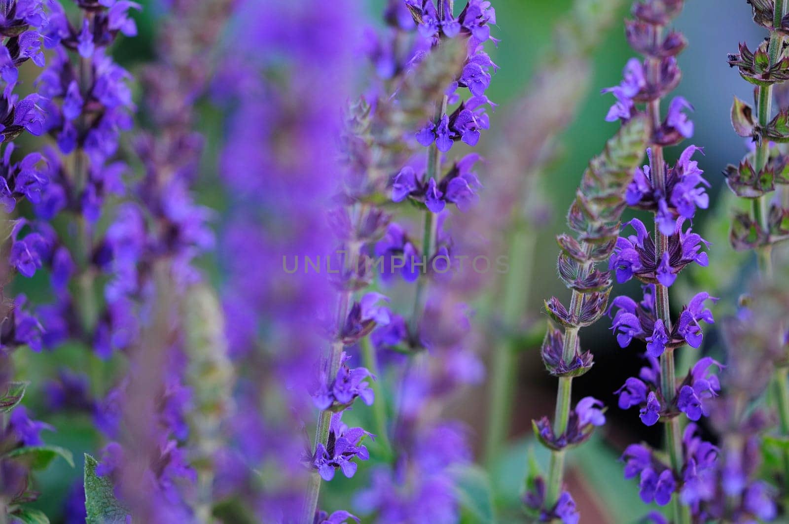Summer garden sage