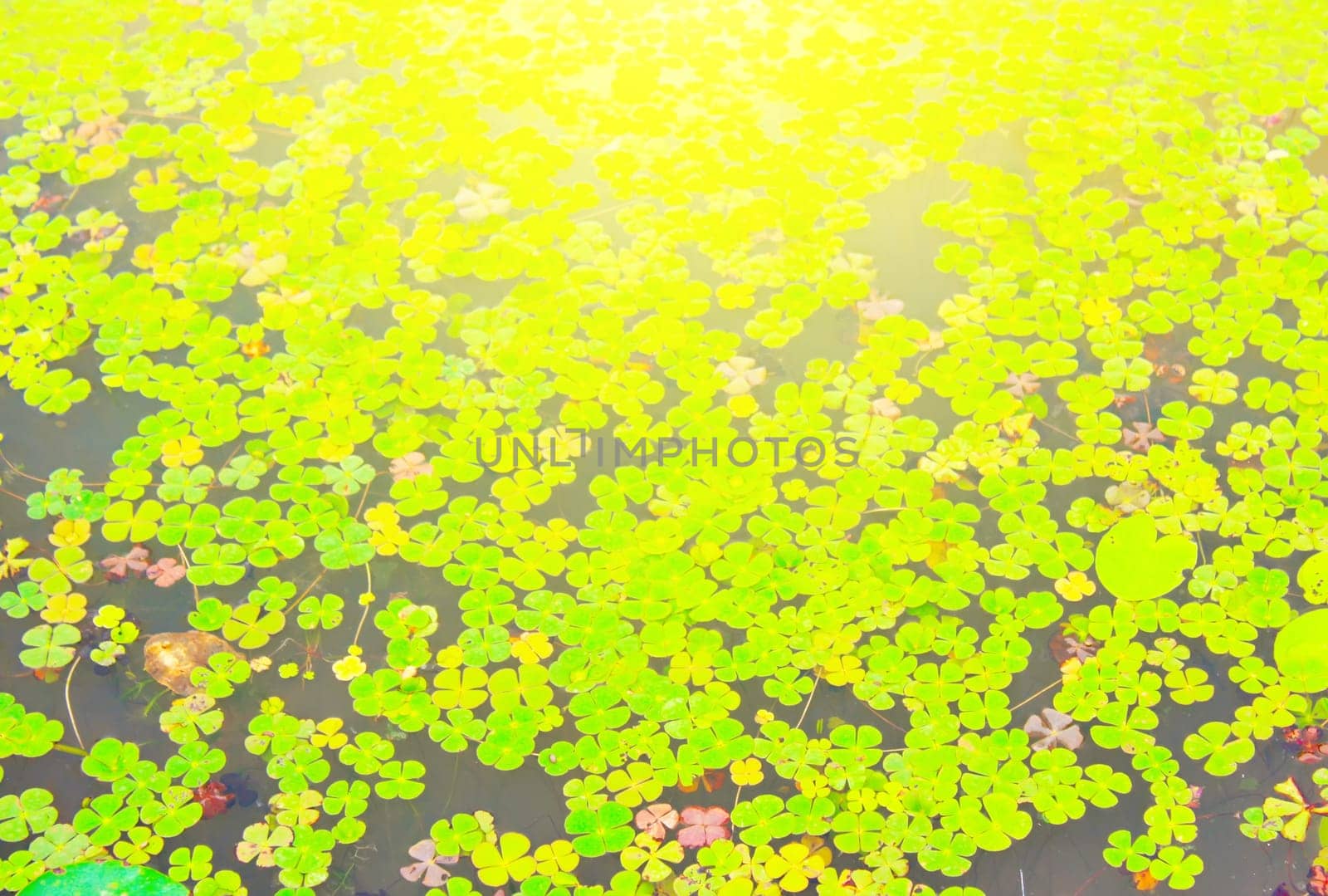 Beautiful water lily