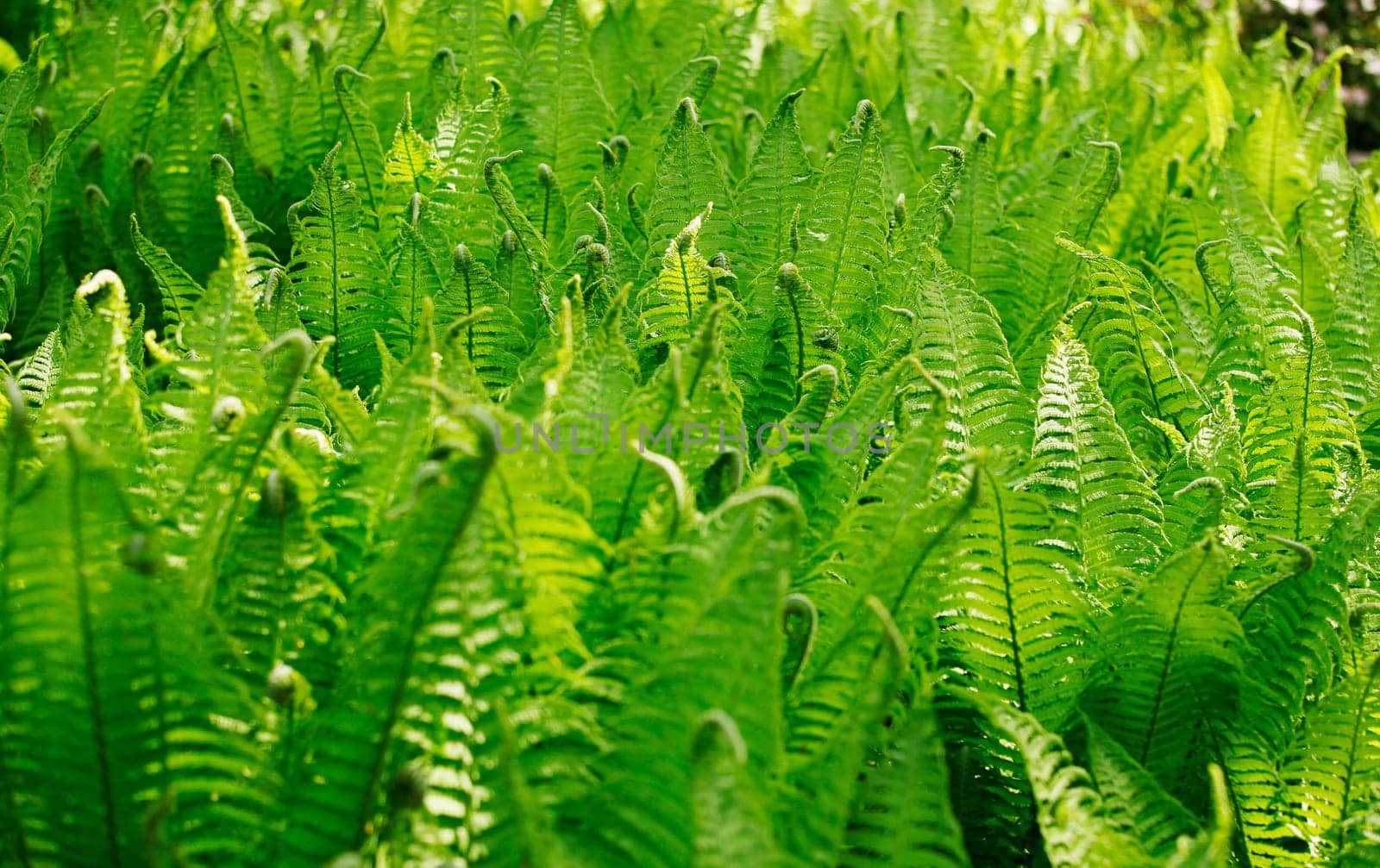 Ferns in shadow play