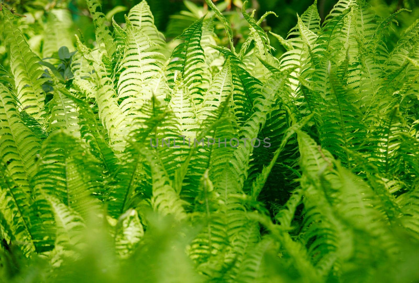 Ferns in shadow play