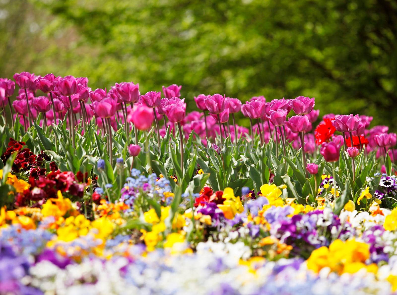 Colorful bed with tulips
