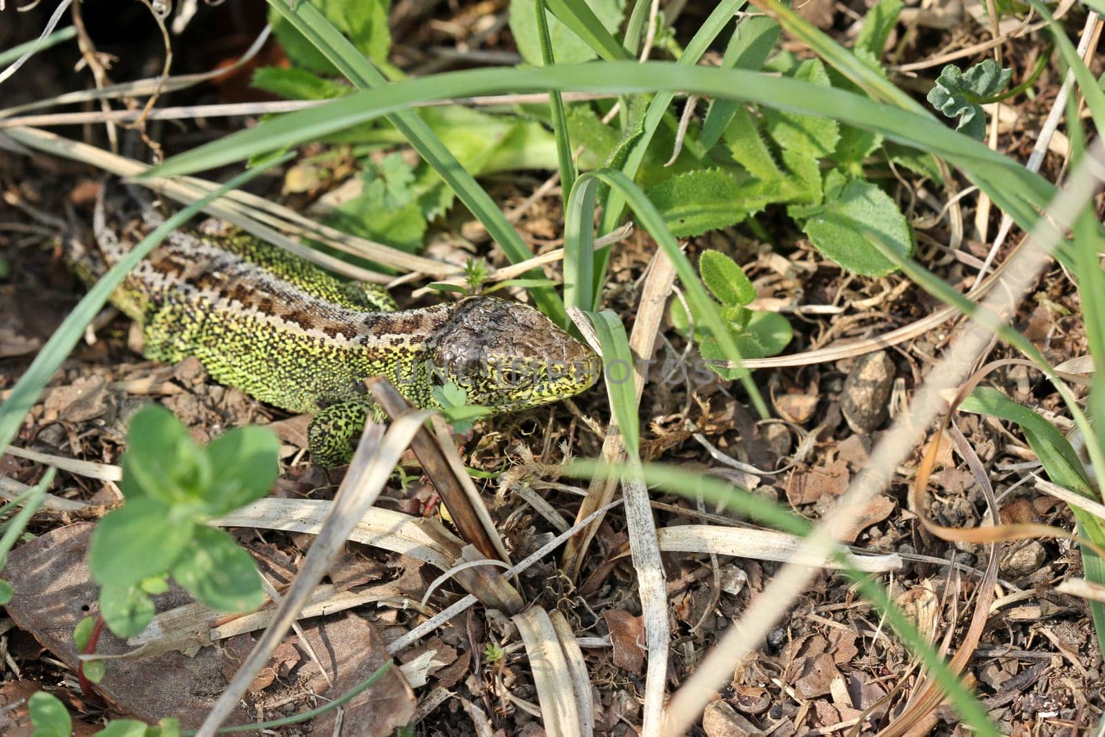 Male sand lizard in hiding