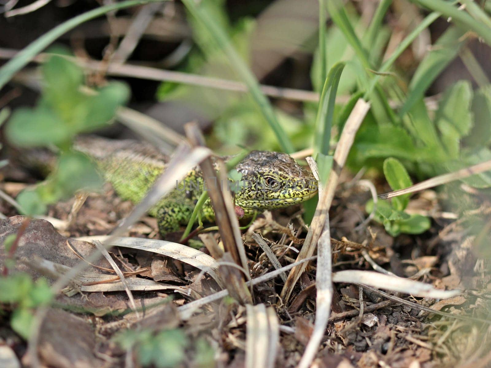 Male sand lizard in hiding