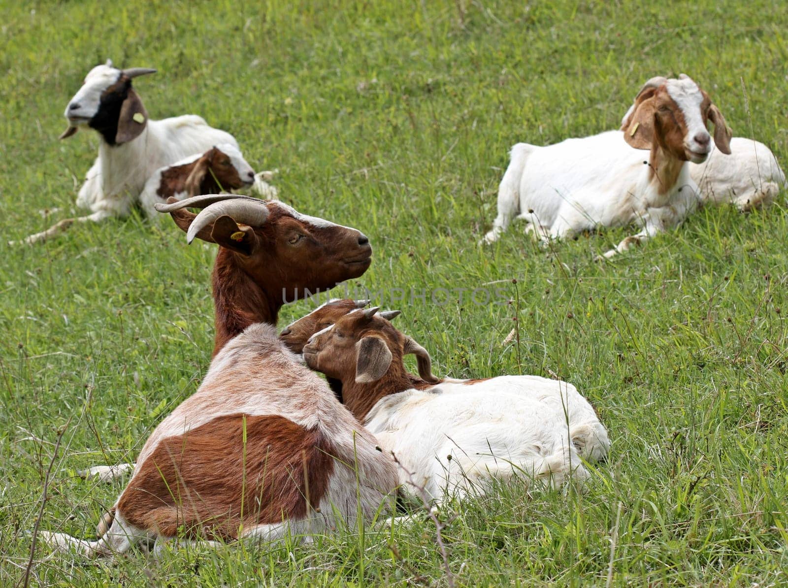 Boer goat with twins