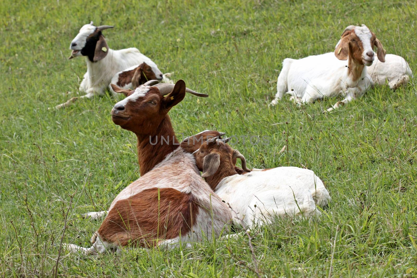 Boer goat with twins