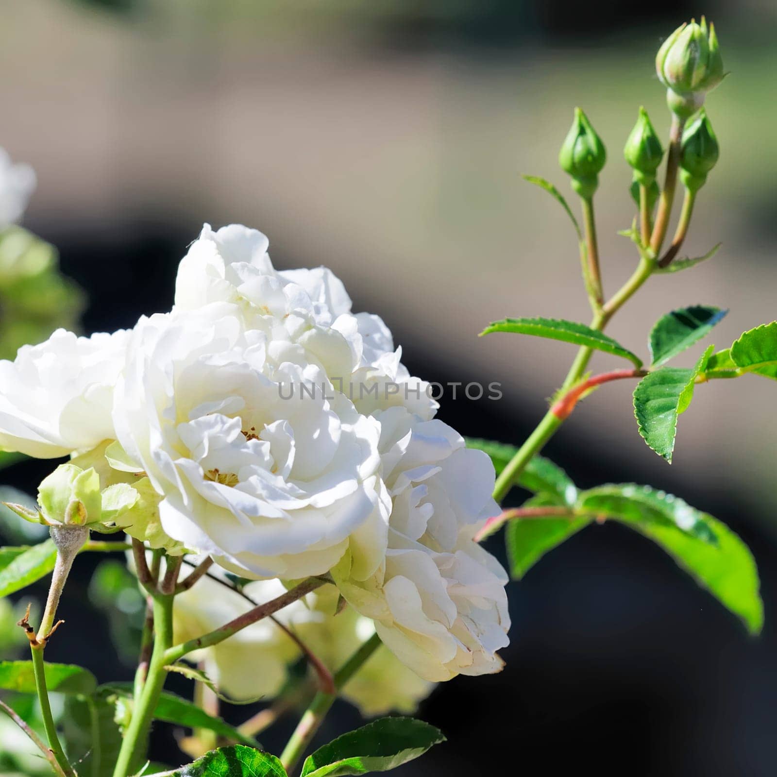 roses
