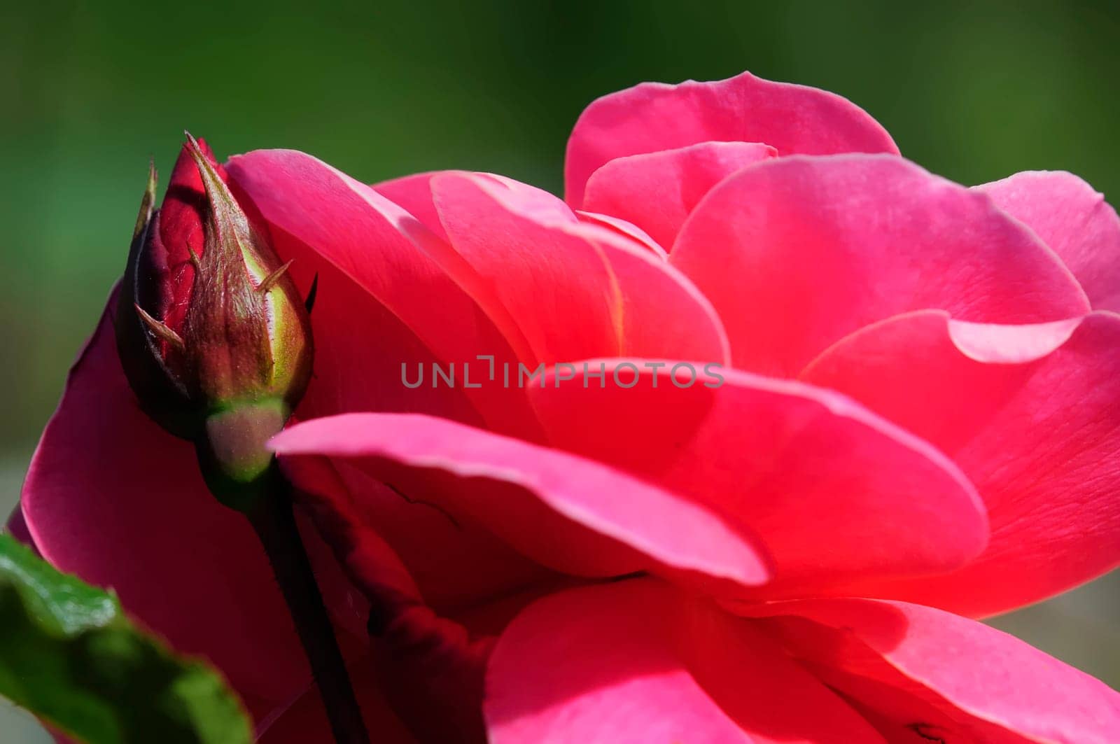 roses