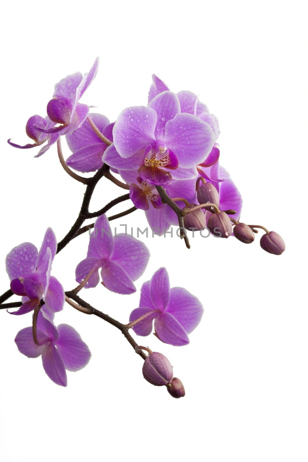 purple orchid