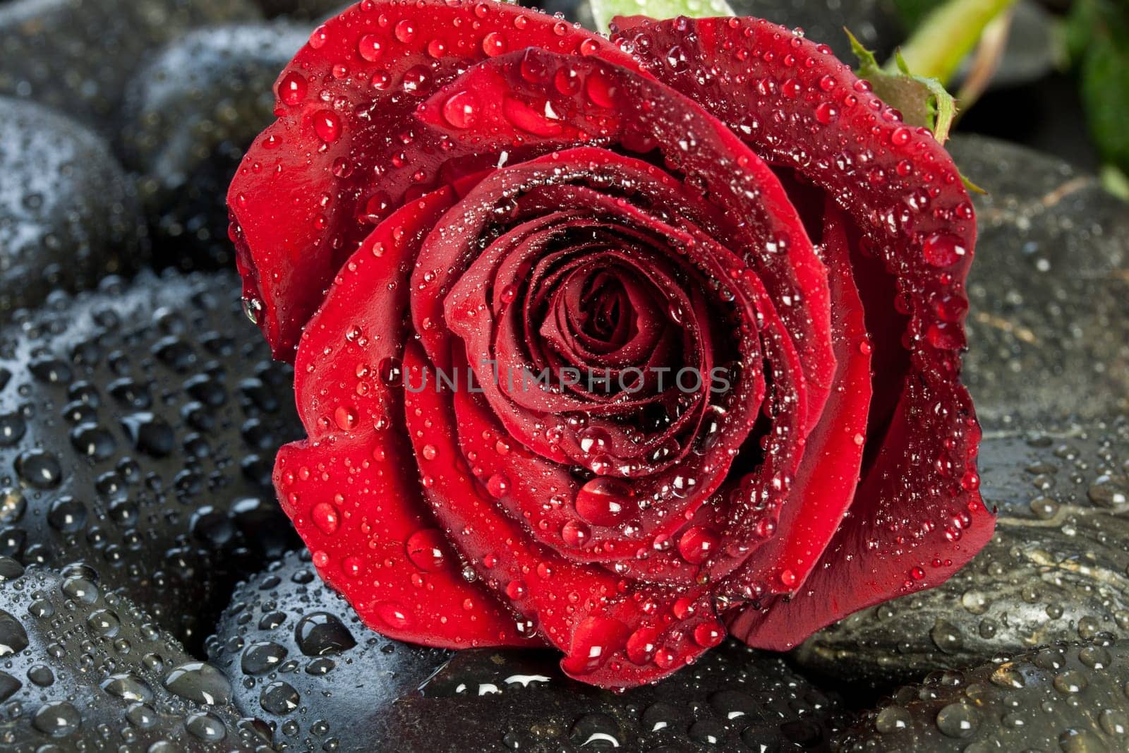 Red Rose on Black Stones